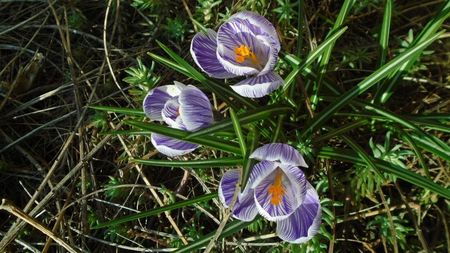 Crocusi