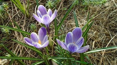 Crocusi