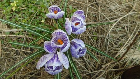 Crocusi