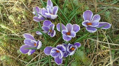 Crocusi