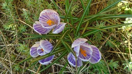 Crocusi