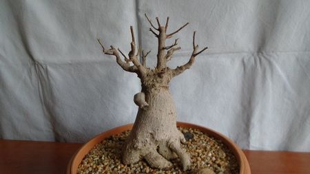 Ficus microcarpa cv. Ginseng