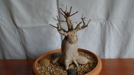 Ficus microcarpa cv. Ginseng