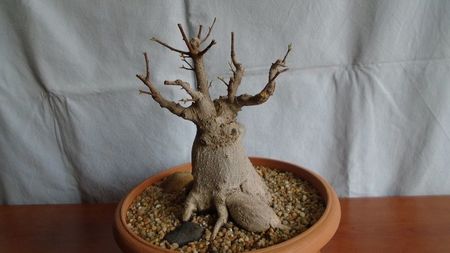 Ficus microcarpa cv. Ginseng