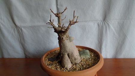 Ficus microcarpa cv. Ginseng