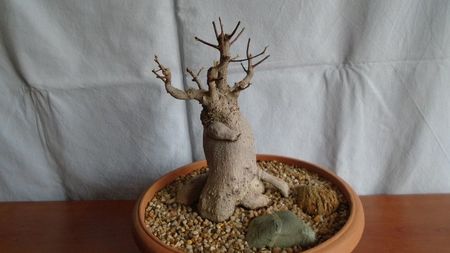 Ficus microcarpa cv. Ginseng