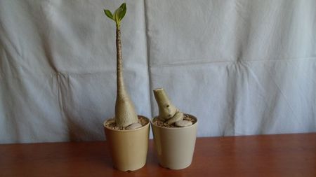 Adenium arabicum cv. Tiny Ding-Dong & Adenium somalense