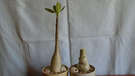 Adenium arabicum cv. Tiny Ding-Dong & Adenium somalense