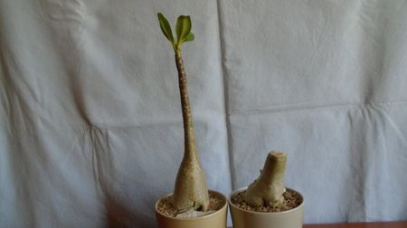 Adenium arabicum cv. Tiny Ding-Dong & Adenium somalense