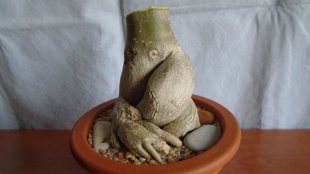 Adenium obesum