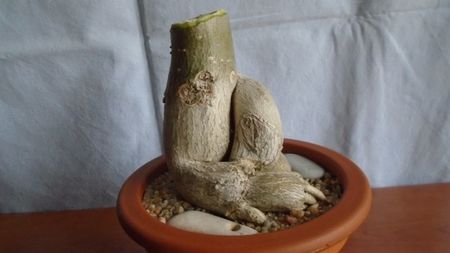 Adenium obesum