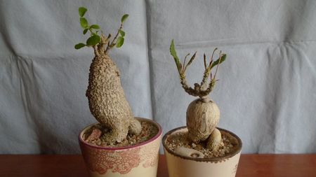 Fockea edulis & Euphorbia suzannae-marnierae