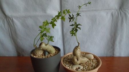 Kedrostis foetidissima si Ibervillea lindheimeri & Cissus tuberosa (Cissus tiliacea)