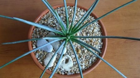 Agave stricta f. nana Minas Asbestos