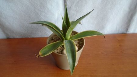 Agave desmettiana f. marginata