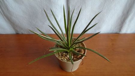 Agave geminiflora