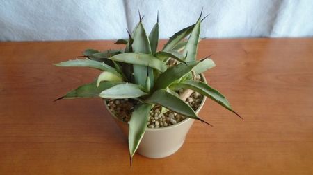 Agave macroacantha