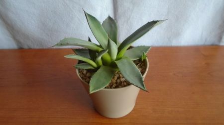 Agave parryi f. minima