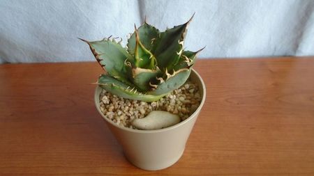 Agave titanota f. aureomarginata