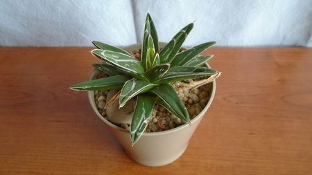 Agave victoriae-reginae