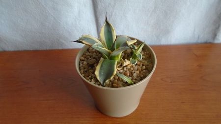 Agave applanata cv. Cream Spike