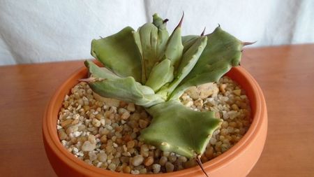 Agave isthmensis f. monstrose