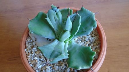 Agave isthmensis f. monstrose