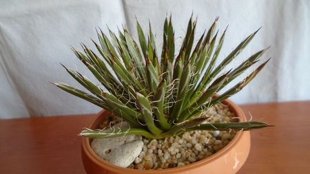 Agave filifera ssp. schidigera