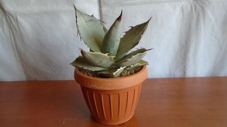 Agave titanota cv. White Ice