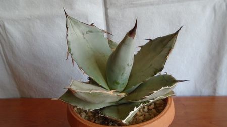 Agave titanota cv. White Ice