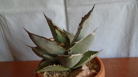 Agave titanota cv. White Ice