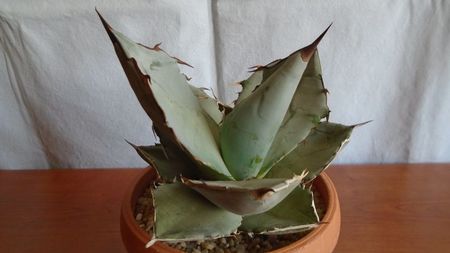 Agave titanota cv. White Ice