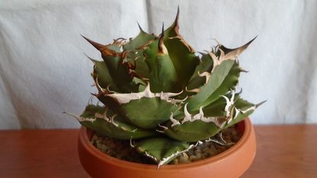 Agave titanota