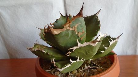 Agave titanota