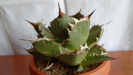 Agave titanota