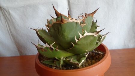 Agave titanota