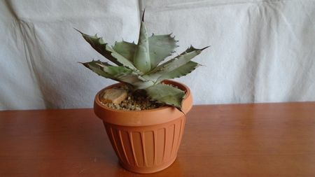 Agave colorata