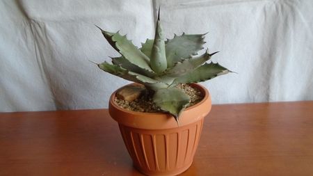 Agave colorata