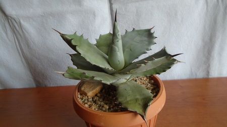 Agave colorata