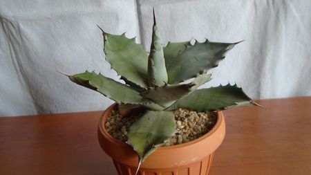 Agave colorata