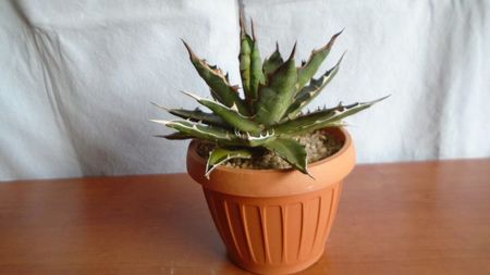 Agave xylonacantha