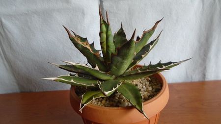 Agave xylonacantha