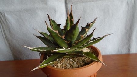 Agave xylonacantha