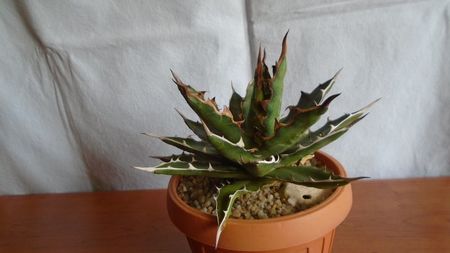 Agave xylonacantha