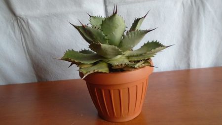 Agave guadalajarana