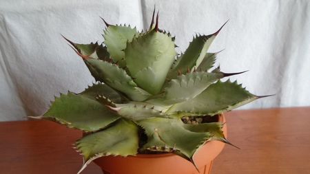 Agave guadalajarana