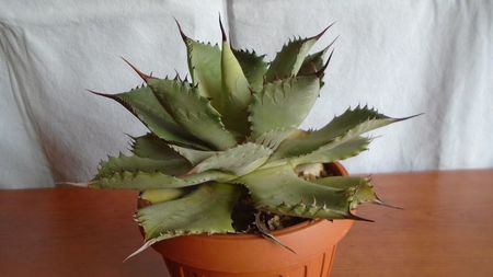 Agave guadalajarana