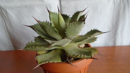 Agave guadalajarana