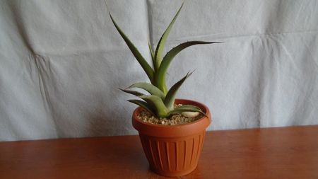 Agave sp.