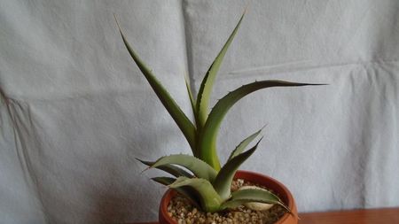 Agave sp.